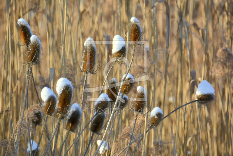 frei wählbarer Bildausschnitt für Ihr Bild auf Schieferplatte