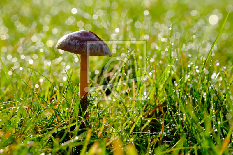 frei wählbarer Bildausschnitt für Ihr Bild auf Schieferplatte