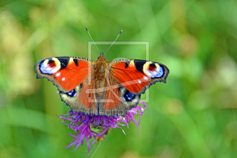 frei w&auml;hlbarer Bildausschnitt f&uuml;r Ihr Bild auf Schieferplatte