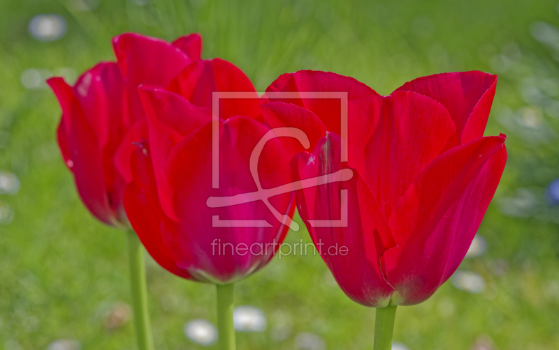 frei w&auml;hlbarer Bildausschnitt f&uuml;r Ihr Bild auf Schieferplatte