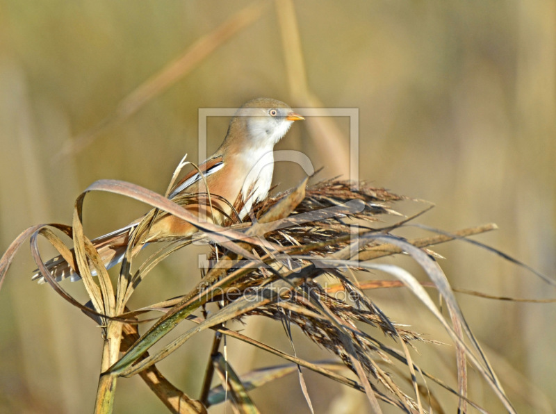 frei w&auml;hlbarer Bildausschnitt f&uuml;r Ihr Bild auf Schieferplatte