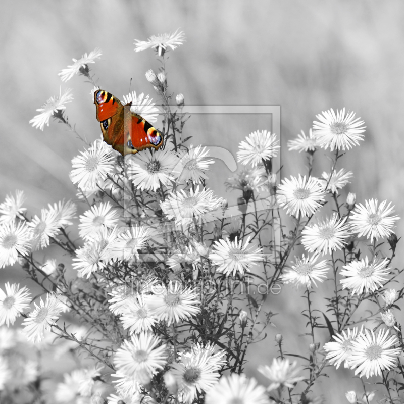 frei w&auml;hlbarer Bildausschnitt f&uuml;r Ihr Bild auf Schieferplatte