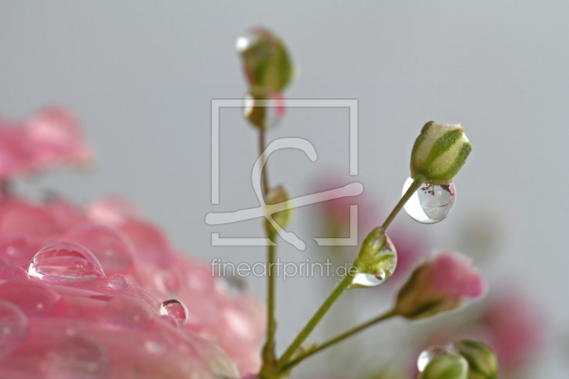 frei wählbarer Bildausschnitt für Ihr Bild auf Schieferplatte