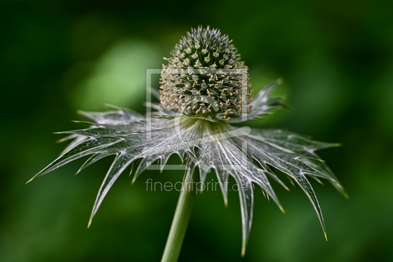 frei w&auml;hlbarer Bildausschnitt f&uuml;r Ihr Bild auf Schieferplatte