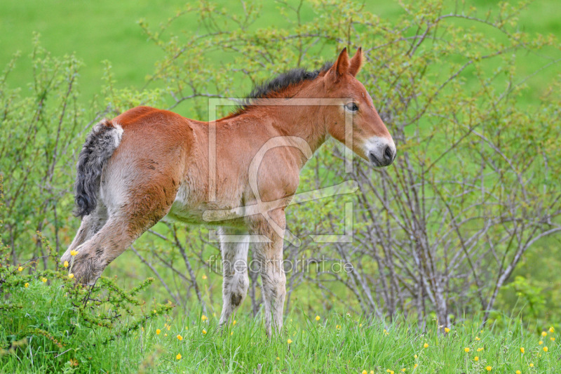 frei wählbarer Bildausschnitt für Ihr Bild auf Schieferplatte