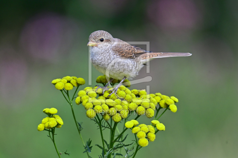 frei w&auml;hlbarer Bildausschnitt f&uuml;r Ihr Bild auf Schieferplatte