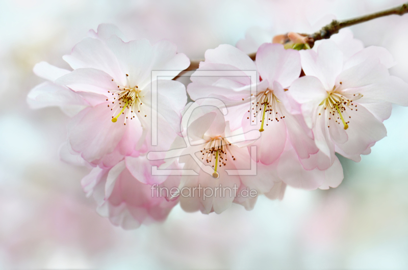 frei wählbarer Bildausschnitt für Ihr Bild auf Schieferplatte