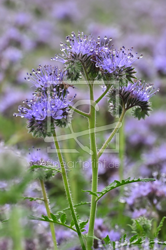 frei w&auml;hlbarer Bildausschnitt f&uuml;r Ihr Bild auf Schieferplatte
