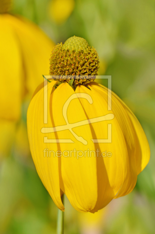 frei wählbarer Bildausschnitt für Ihr Bild auf Schieferplatte