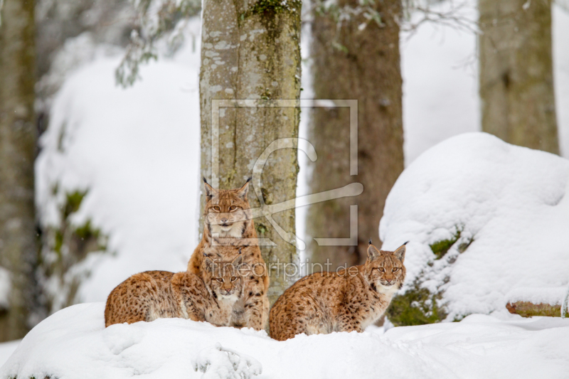 frei w&auml;hlbarer Bildausschnitt f&uuml;r Ihr Bild auf Schieferplatte