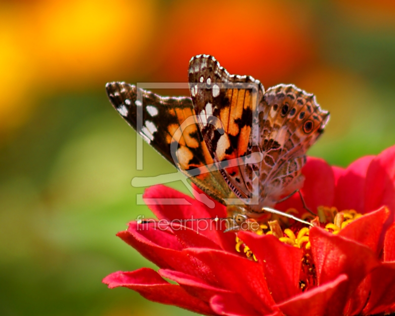 frei wählbarer Bildausschnitt für Ihr Bild auf Schieferplatte