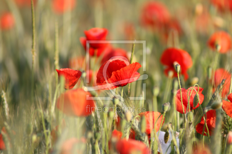 frei wählbarer Bildausschnitt für Ihr Bild auf Schieferplatte