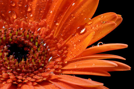 Bild-Nr: 9314590 Gerbera mit Wassertropfen Erstellt von: Uwe Jahn