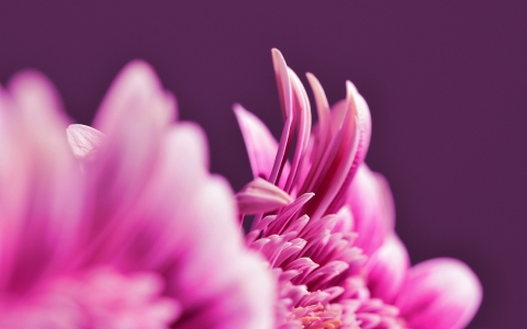 Bild-Nr: 11497734 Lila Träumchen Erstellt von: MarMIa