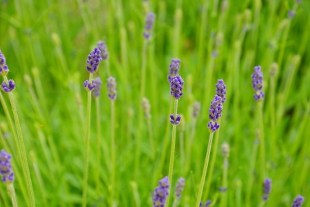 Bild-Nr: 11505059 Lavendel Erstellt von: MarMIa