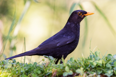 Bild-Nr: 12600713 Amsel Erstellt von: DirkR