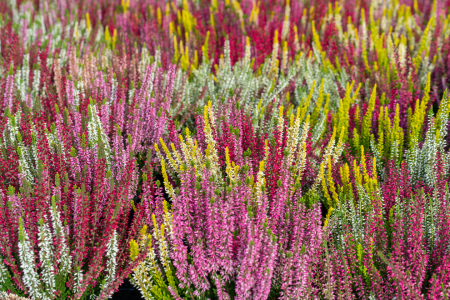 Bild-Nr: 12851651 farbenfrohe Knospenheide Erstellt von: volker heide