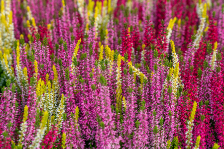 Bild-Nr: 12851652 bunte Knospenheide Erstellt von: volker heide