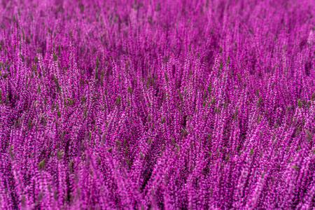 Bild-Nr: 12851653 Pretty in Pink Erstellt von: volker heide