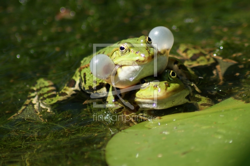 frei wählbarer Bildausschnitt für Ihr Bild auf Tapete