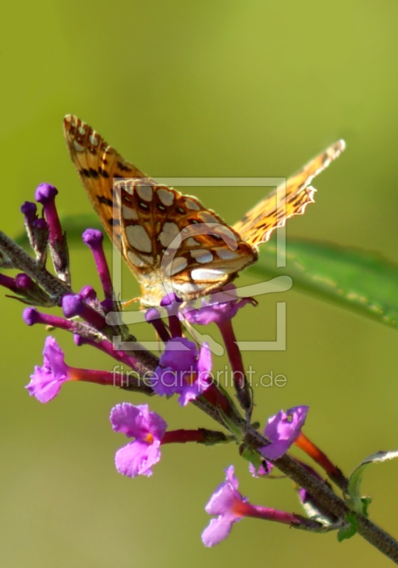 frei wählbarer Bildausschnitt für Ihr Bild auf Tapete