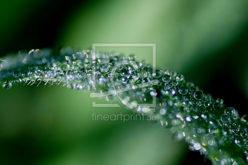 frei wählbarer Bildausschnitt für Ihr Bild auf Tapete