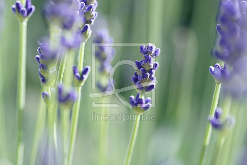 frei wählbarer Bildausschnitt für Ihr Bild auf Tapete