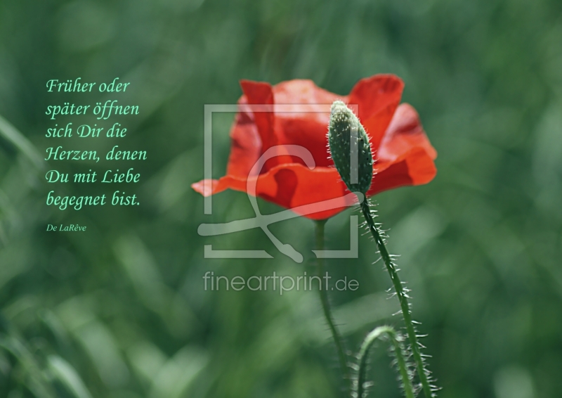 frei wählbarer Bildausschnitt für Ihr Bild auf Tapete