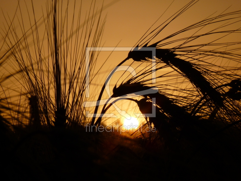 frei w&auml;hlbarer Bildausschnitt f&uuml;r Ihr Bild auf Tapete