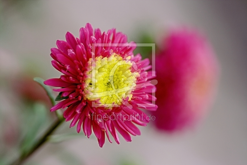 frei w&auml;hlbarer Bildausschnitt f&uuml;r Ihr Bild auf Tapete