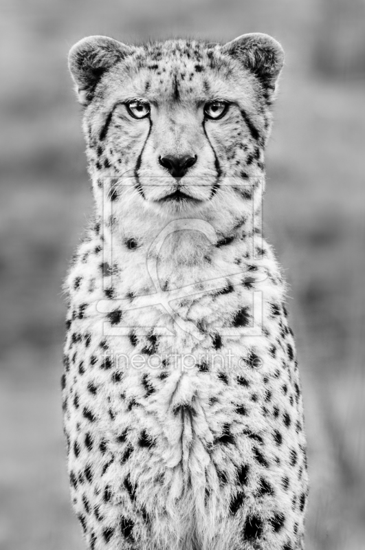 frei w&auml;hlbarer Bildausschnitt f&uuml;r Ihr Bild auf Tapete