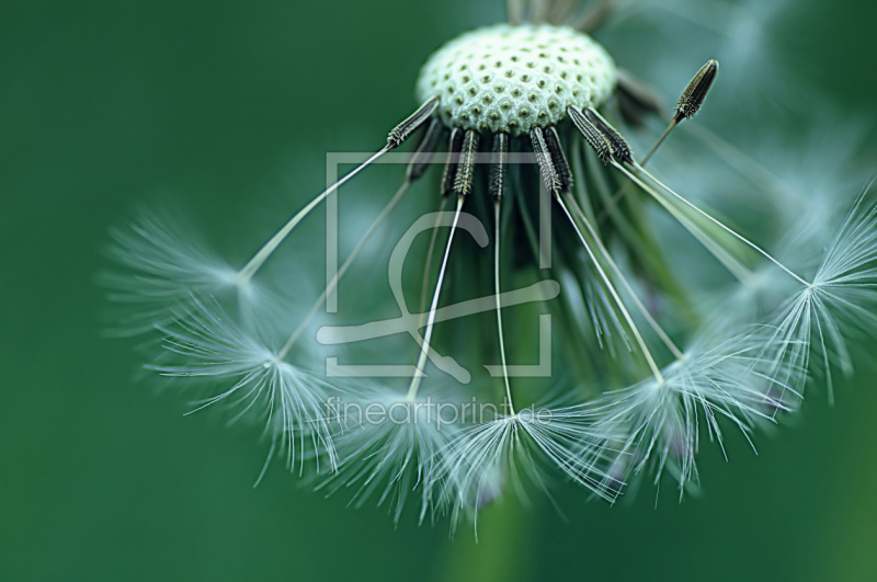 frei w&auml;hlbarer Bildausschnitt f&uuml;r Ihr Bild auf Tapete