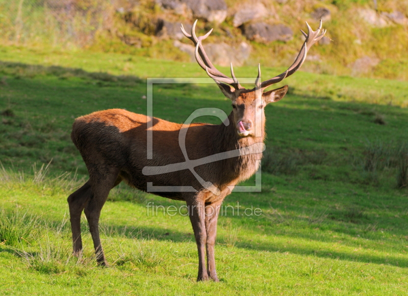 frei w&auml;hlbarer Bildausschnitt f&uuml;r Ihr Bild auf Tapete
