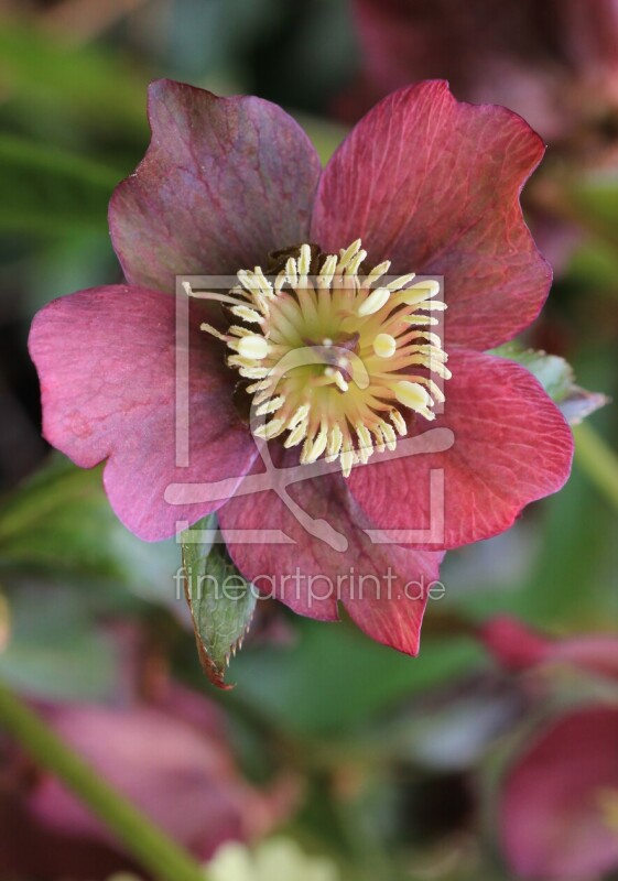 frei w&auml;hlbarer Bildausschnitt f&uuml;r Ihr Bild auf Tapete