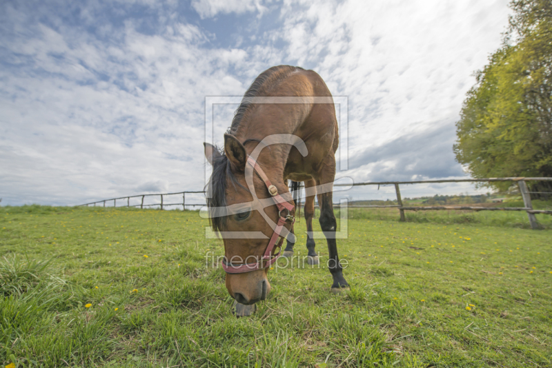 frei w&auml;hlbarer Bildausschnitt f&uuml;r Ihr Bild auf Tapete