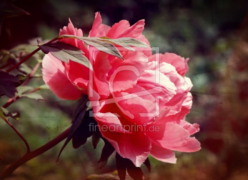 frei wählbarer Bildausschnitt für Ihr Bild auf Tapete