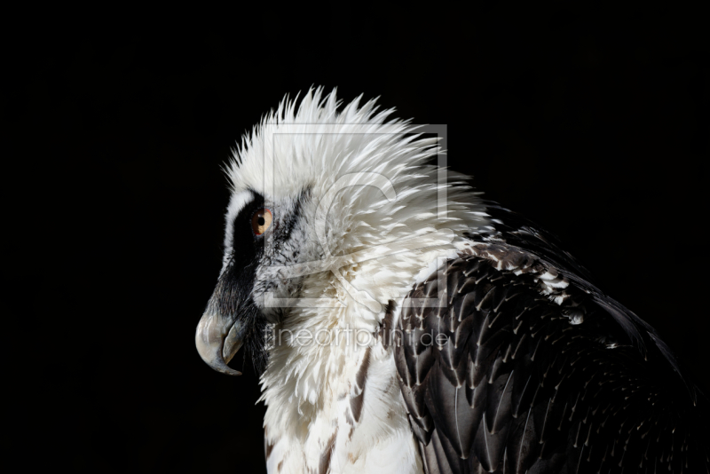 frei w&auml;hlbarer Bildausschnitt f&uuml;r Ihr Bild auf Tapete