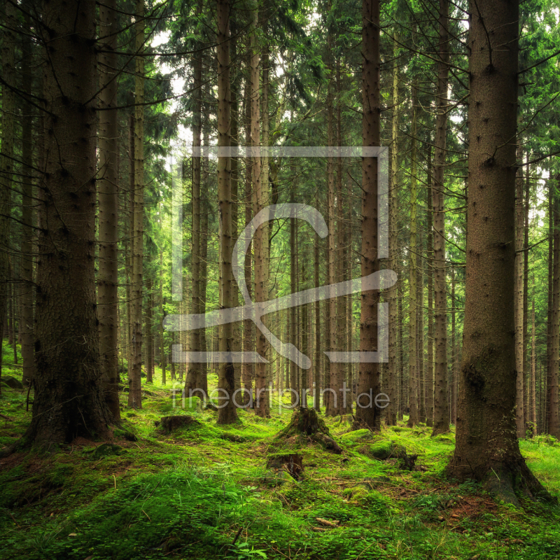 frei wählbarer Bildausschnitt für Ihr Bild auf Tapete