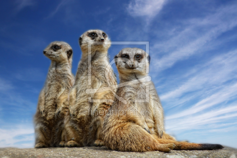 frei w&auml;hlbarer Bildausschnitt f&uuml;r Ihr Bild auf Tapete