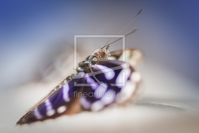 frei wählbarer Bildausschnitt für Ihr Bild auf Tapete