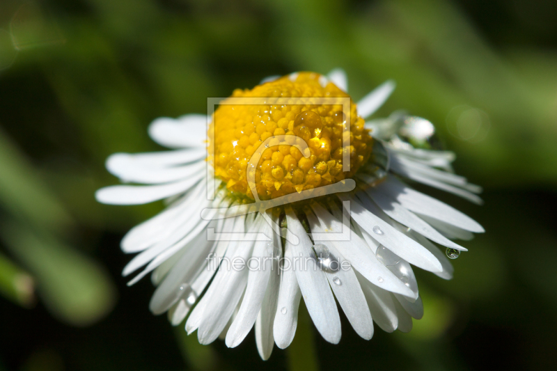 frei w&auml;hlbarer Bildausschnitt f&uuml;r Ihr Bild auf Tapete