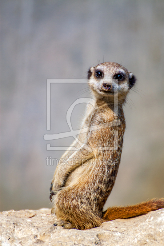 frei wählbarer Bildausschnitt für Ihr Bild auf Tapete