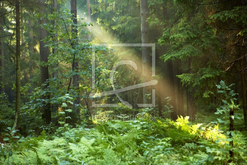 frei wählbarer Bildausschnitt für Ihr Bild auf Tapete