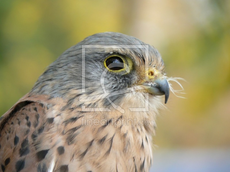frei wählbarer Bildausschnitt für Ihr Bild auf Tapete