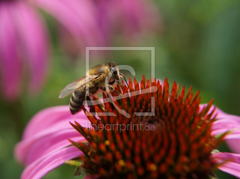 frei w&auml;hlbarer Bildausschnitt f&uuml;r Ihr Bild auf Tapete