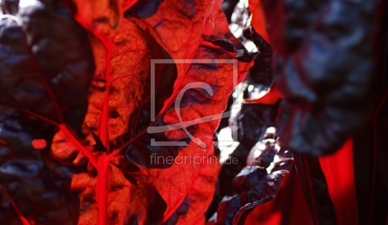 frei wählbarer Bildausschnitt für Ihr Bild auf Tapete