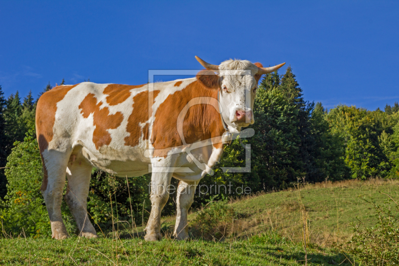 frei wählbarer Bildausschnitt für Ihr Bild auf Tapete