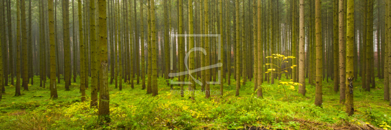frei wählbarer Bildausschnitt für Ihr Bild auf Tapete