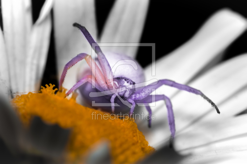 frei wählbarer Bildausschnitt für Ihr Bild auf Tapete