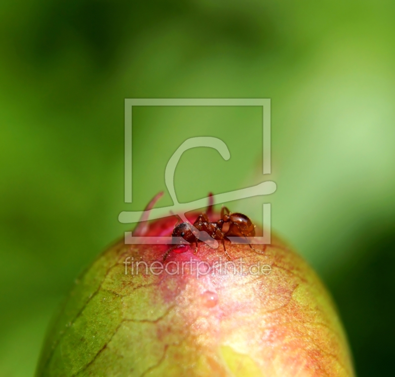 frei w&auml;hlbarer Bildausschnitt f&uuml;r Ihr Bild auf Tapete